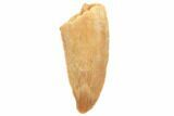 Serrated, Raptor Tooth - Real Dinosaur Tooth #196431-1